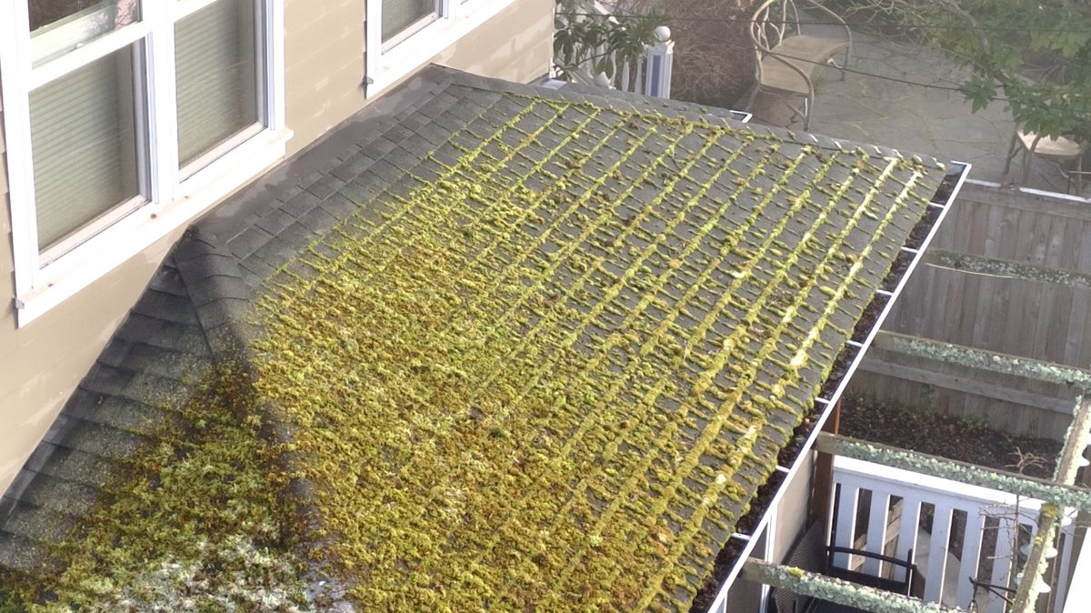Before — moss covered roof in Kirkland WA needing replacement